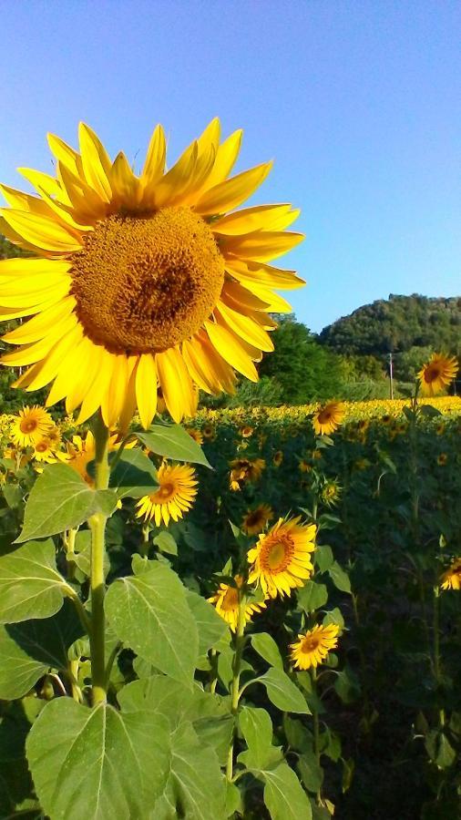 Podere Pian Dei Gelsi Volterra Dış mekan fotoğraf